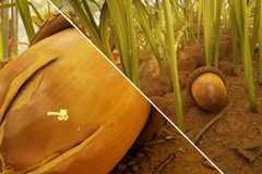 Grounded 2 Acorn Hammer